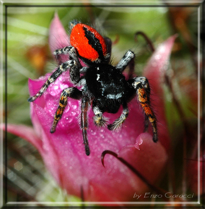 Philaeus chrysops
